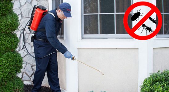 Gazipaşa Fare İlaçlama böcek ilaçlama ve haşere kontrolü — ilaclama-tr.com